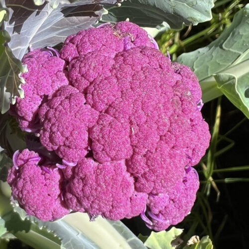 Violetta Italia Cauliflower Seeds | Heirloom