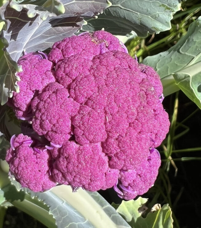 Violetta Italia Cauliflower Seeds | Heirloom