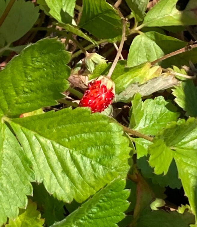 Alexandria (Alpine) Strawberry Seeds