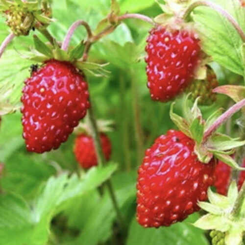 Alexandria (Alpine) Strawberry Seeds