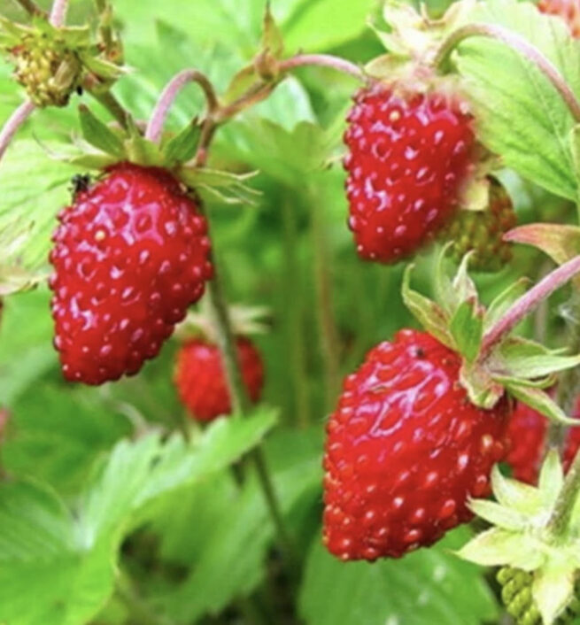 Alexandria (Alpine) Strawberry Seeds