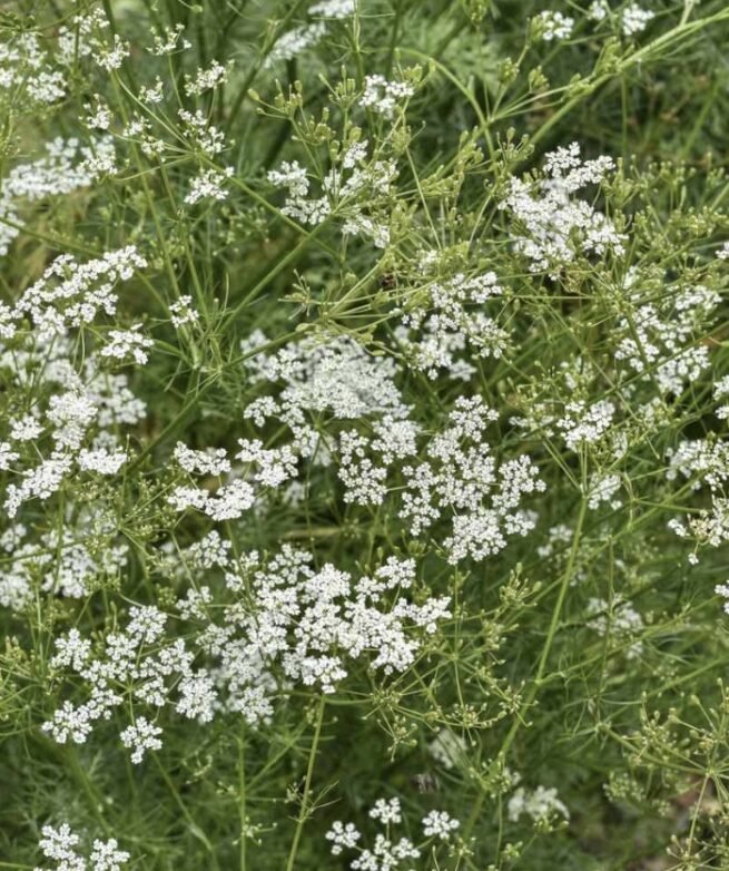 Cumin Seeds | Seeds