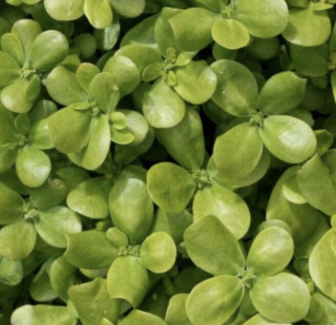 Golden Purslane Seeds | Herb