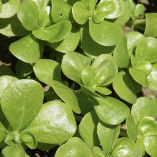 Golden Purslane Seeds | Herb