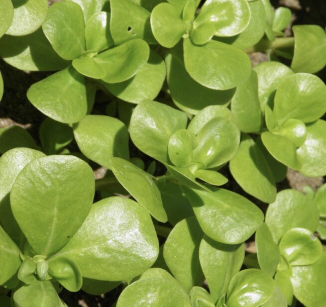 Golden Purslane Seeds | Herb