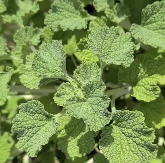 Horehound Seeds | Herb