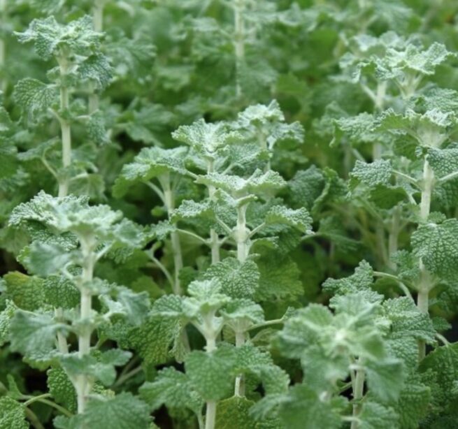 Horehound Seeds | Herb - Image 2