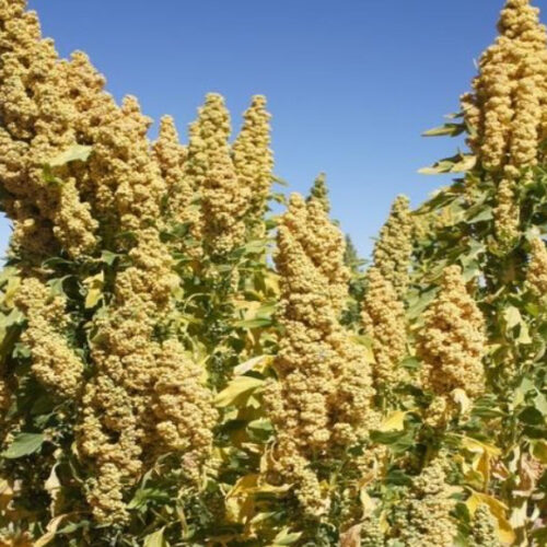 Oro De Valle Quinoa Seeds