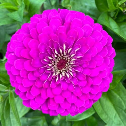 Purple Prince Zinnia Flower Seeds