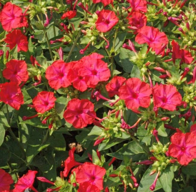 Red Four O'Clock Flower Seeds - Image 2