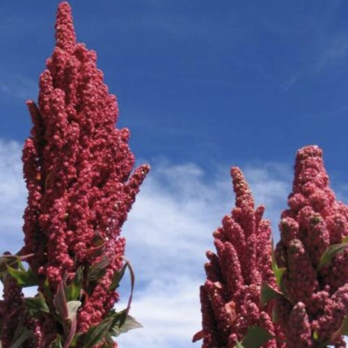 Red Head Quinoa Seeds