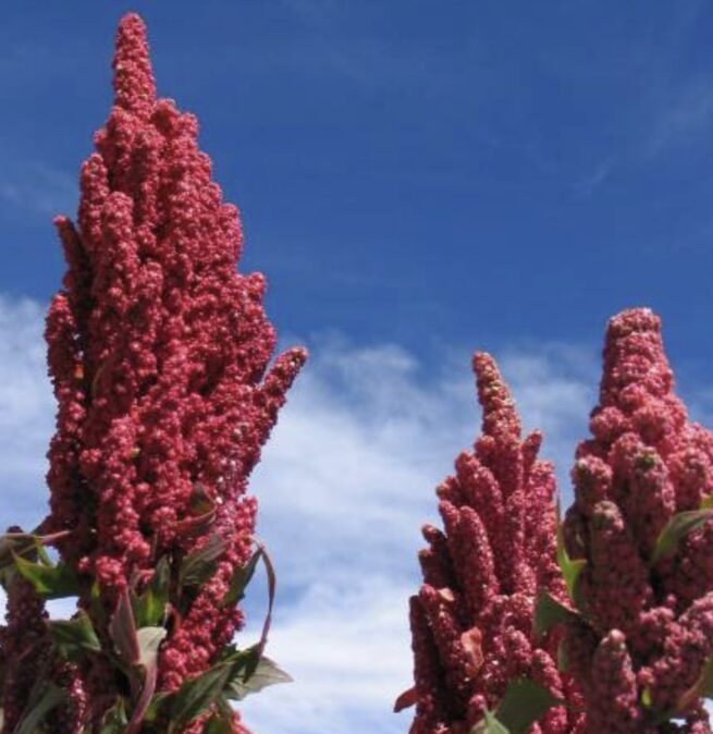 Red Head Quinoa Seeds