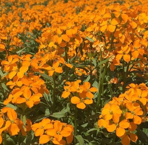 Siberian Wallflower Seeds