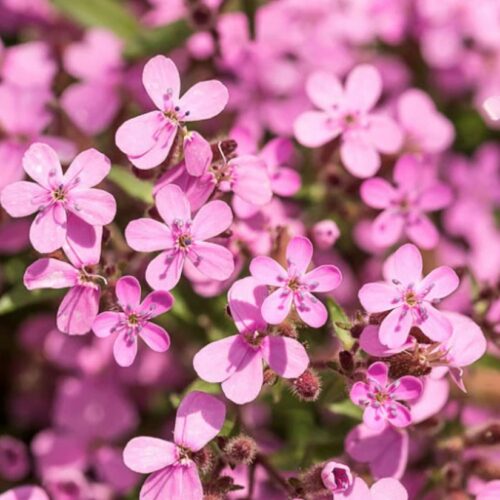 Soapwort Flower Seeds