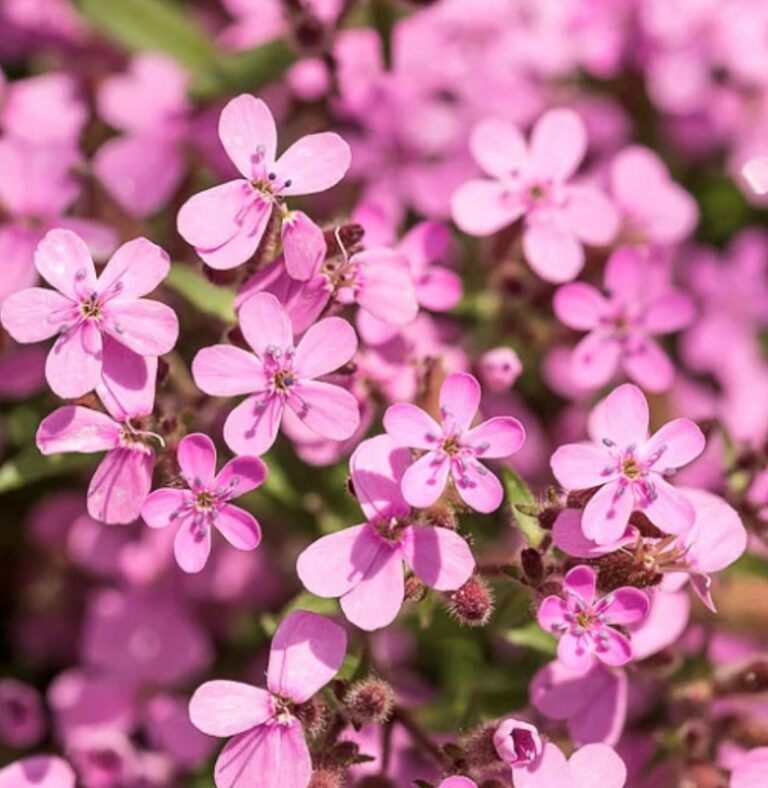 Soapwort Flower Seeds - Tim's Tomatoes