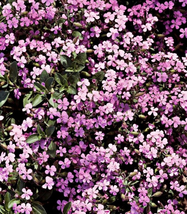 Soapwort Flower Seeds - Image 2