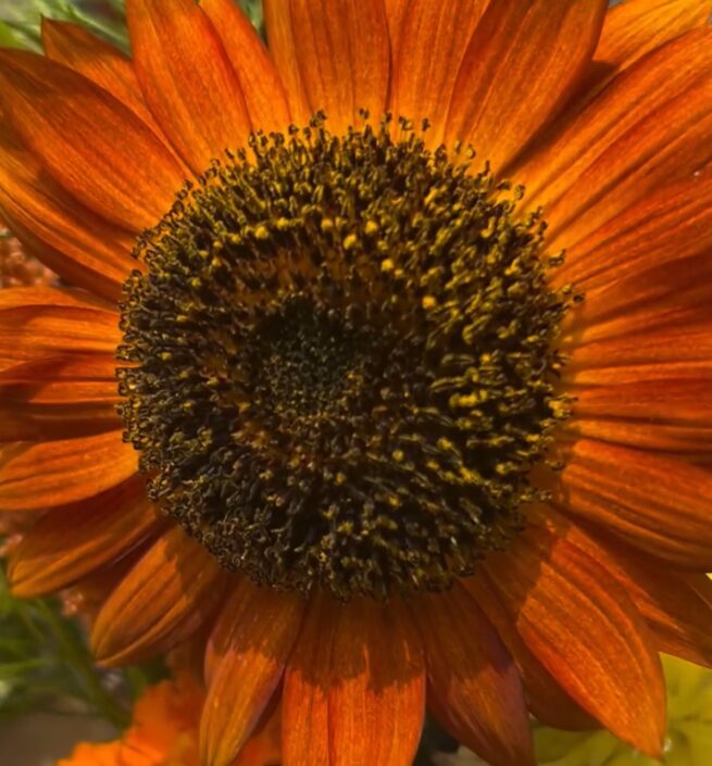 Velvet Queen Sunflower Seeds - Image 2