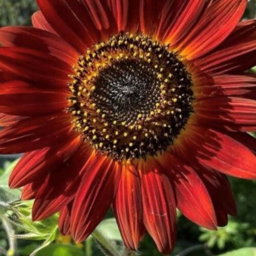 Velvet Queen Sunflower Seeds