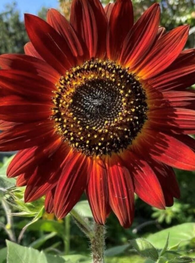 Velvet Queen Sunflower Seeds