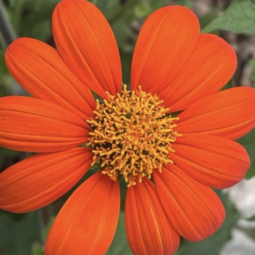 Mexican Sunflower Seeds