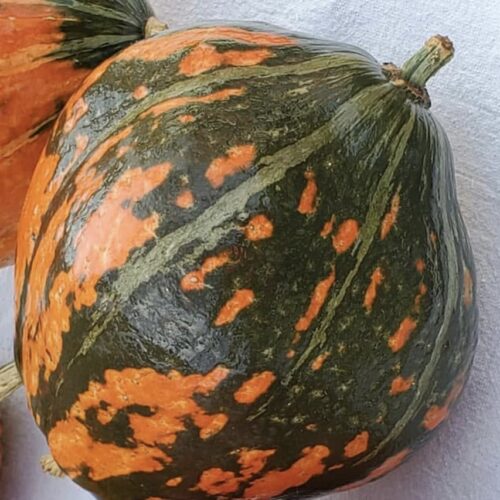 Lakota (Winter) Squash Seeds | Heirloom