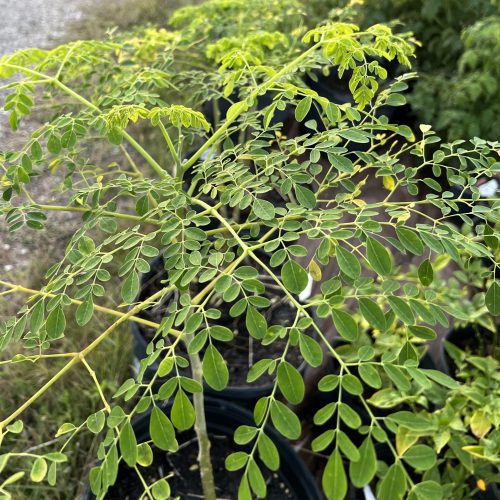Moringa Seeds