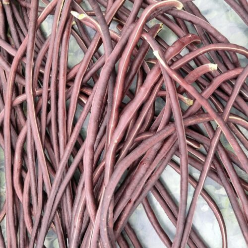 Red Noodle Yard Long Bean Seeds