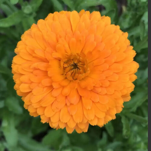 Ball's Orange Calendula Seeds