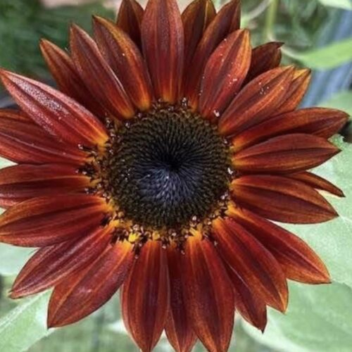 Chocolate Cherry Sunflower Seeds