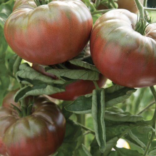 Dwarf Boronia Tomato Seeds