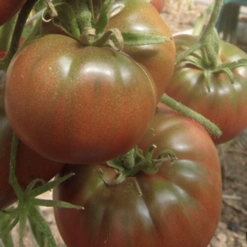 Dwarf Chocolate Champion Tomato
