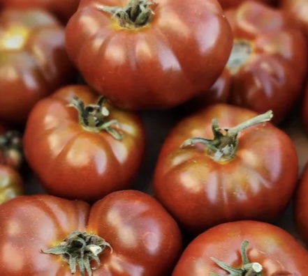 Dwarf Sleeping Lady Tomato Seeds