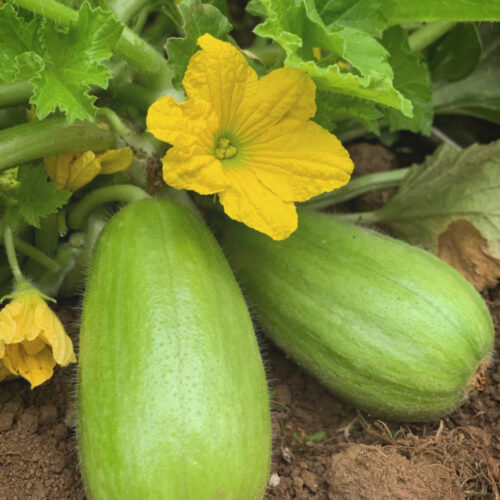 Carosello (Leccese Light Green) Cucumber Seeds