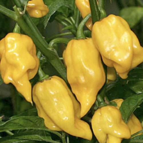 Lemon Habanero (Hot) Pepper Seeds
