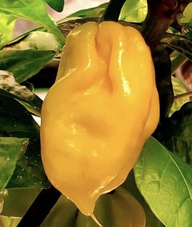 Lemon Habanero (Hot) Pepper Seeds