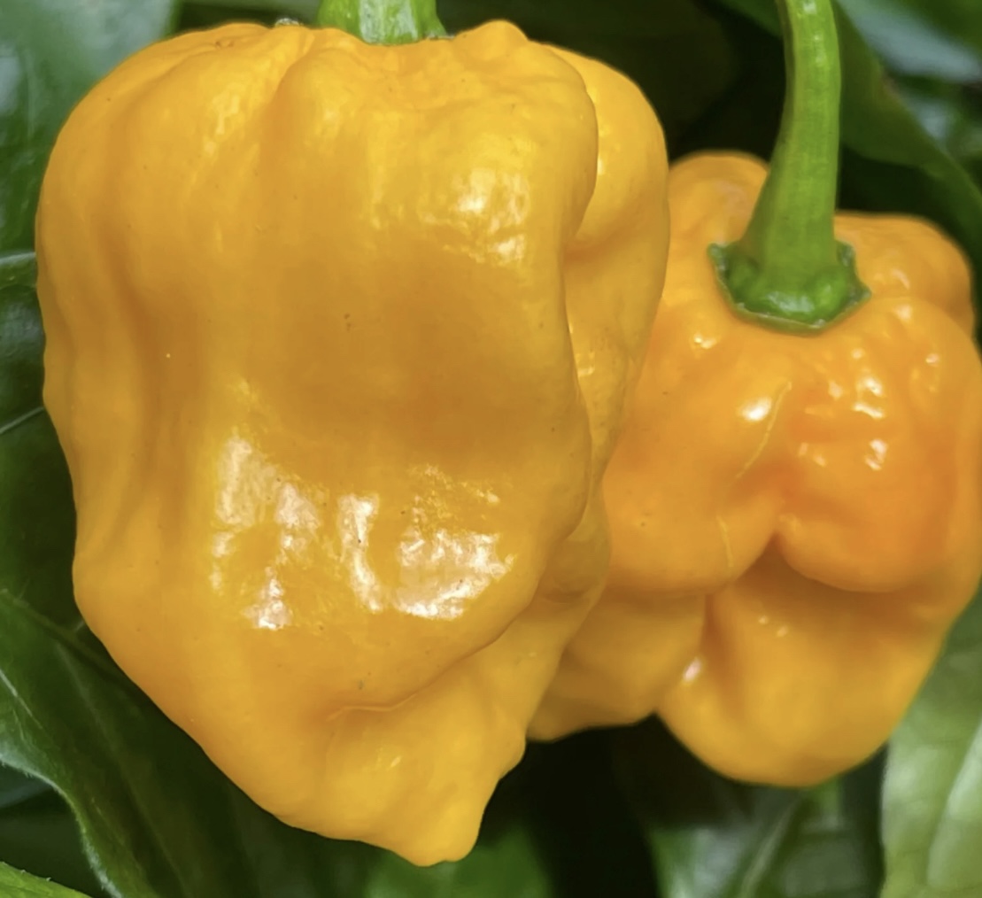 Lemon Habanero (Hot) Pepper Seeds