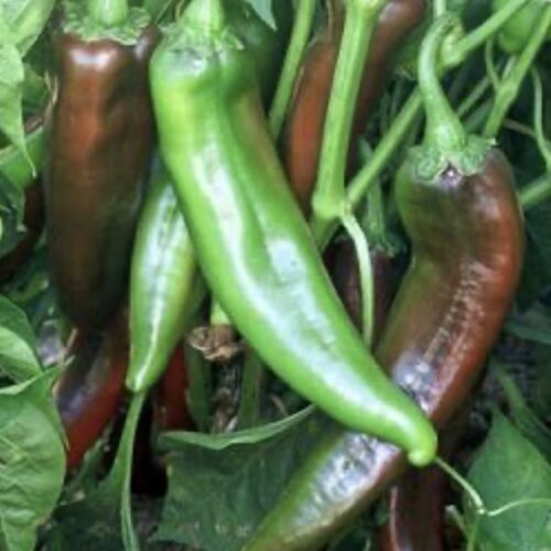 Numex Sandia (Hot) Pepper Seeds