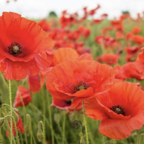 Red Poppy Seeds | Heirloom