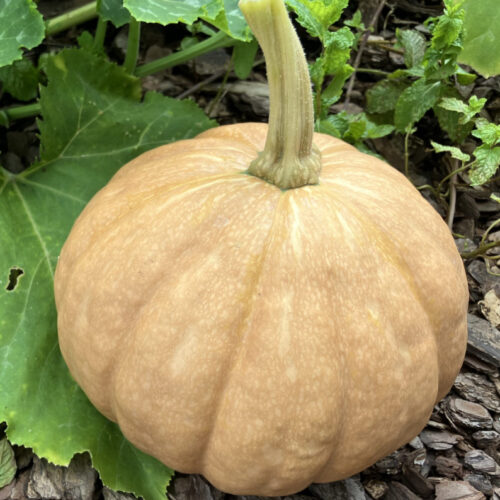 Seminole Pumpkin Seeds | Heirloom