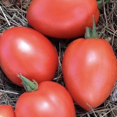 Dwarf Sneaky Sauce Tomato Seeds