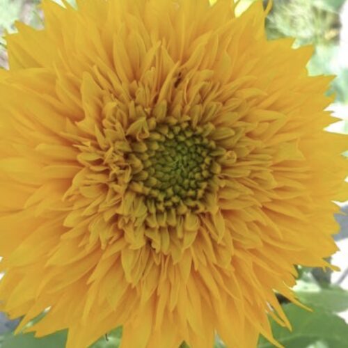 Teddy Bear Sunflower Seeds