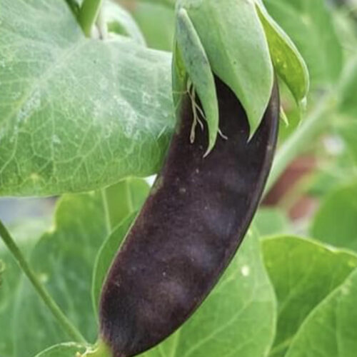Blue Shelling Pea Seeds | Heirloom