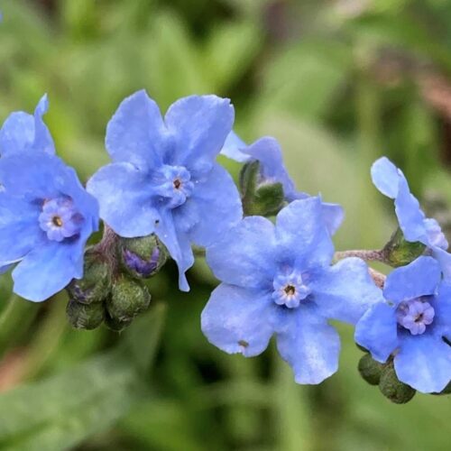 Chinese Forget Me Not Flower Seeds