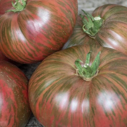 Dwarf Fred's Tie-Dye Tomato Seeds
