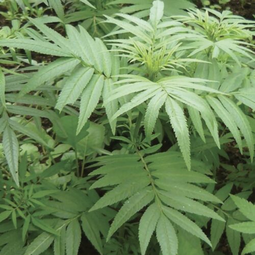 Huacatay (Black Peruvian Mint) Seeds