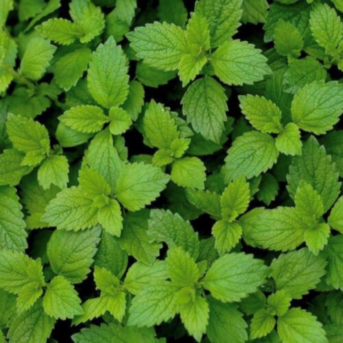 Lemon Balm Seeds | Heirloom