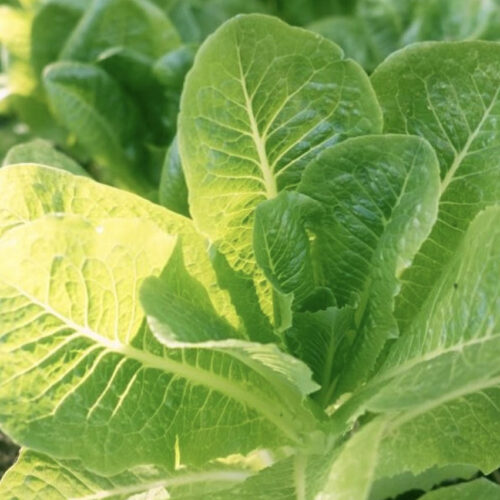 Little Caesar Romaine Lettuce Seeds