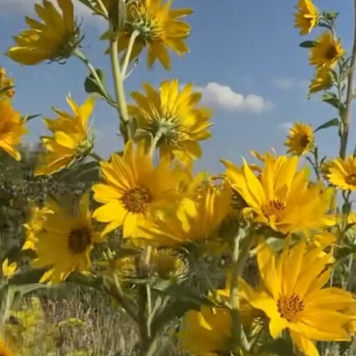 Maximilian Sunflower Seeds