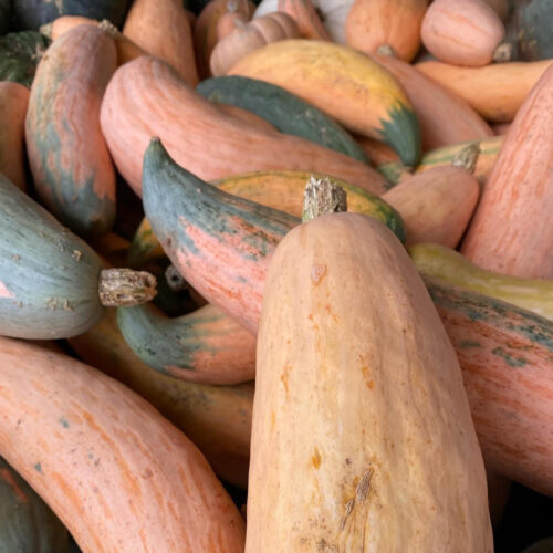 North Georgia Candy Roaster Seeds | Winter Squash