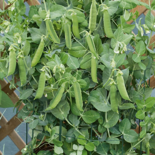 Patio Pride (Dwarf) Pea Seeds